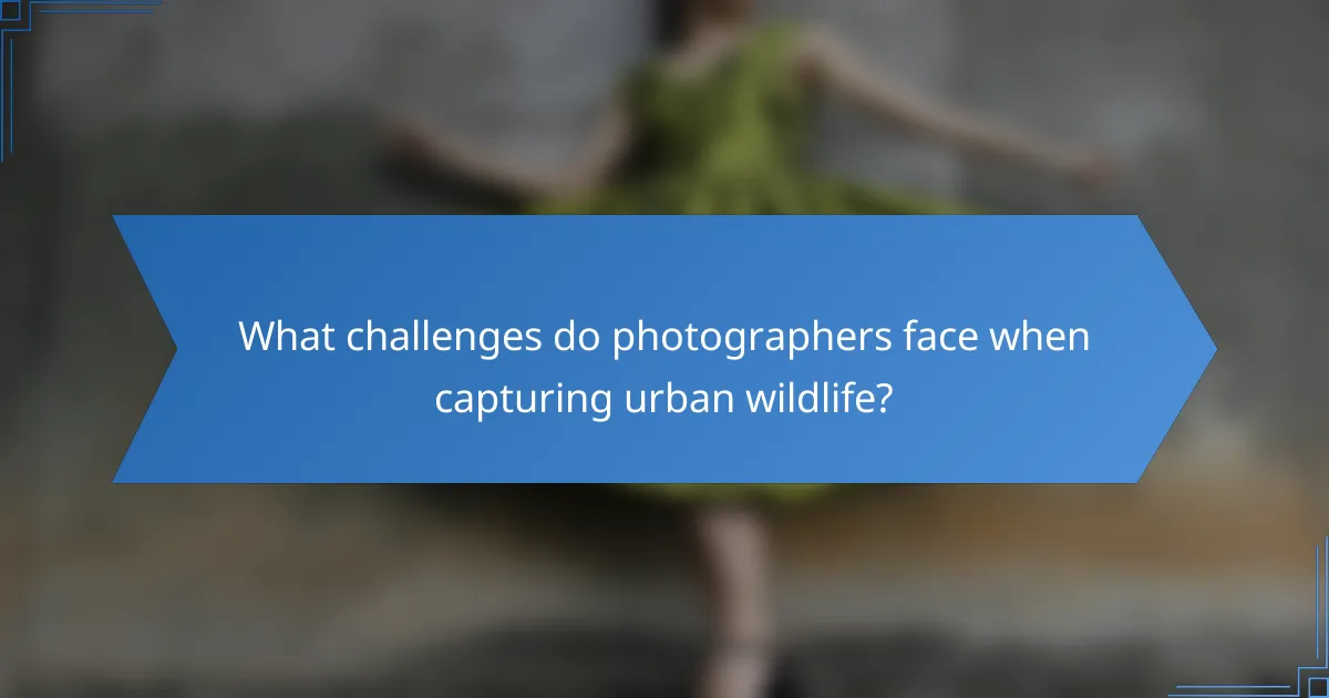 What challenges do photographers face when capturing urban wildlife?