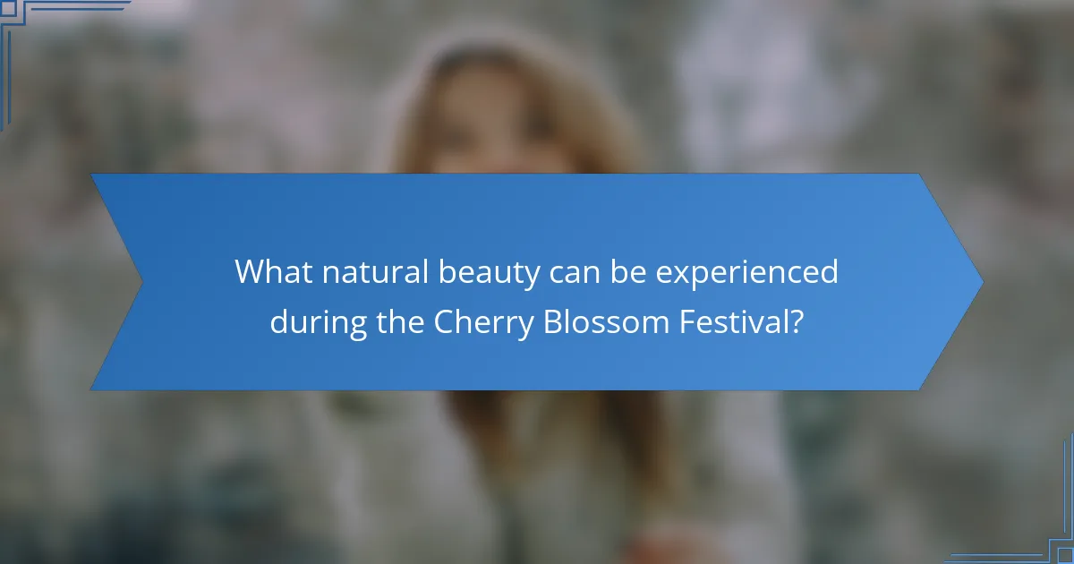 What natural beauty can be experienced during the Cherry Blossom Festival?